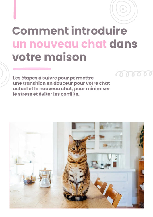 Comment introduire un nouveau chat dans votre maison