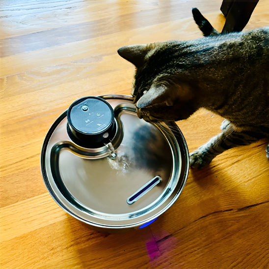 Filtres à Charbon pour Fontaine à Eau pour Chat