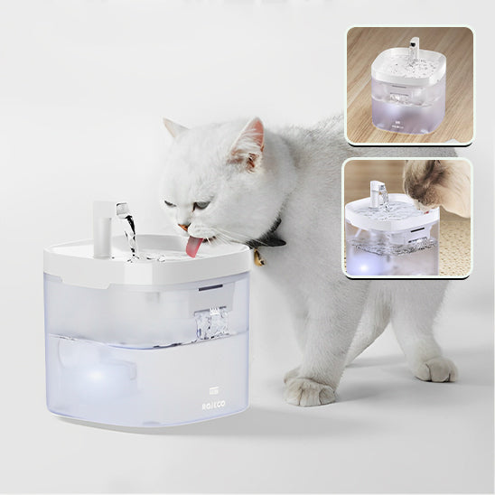 Fontaine à Eau Transparente pour Chat