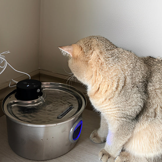 Fontaine à Eau Sans Fil pour Chat