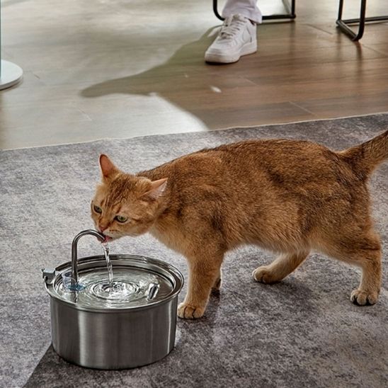 Fontaine à eau automatique pour chats