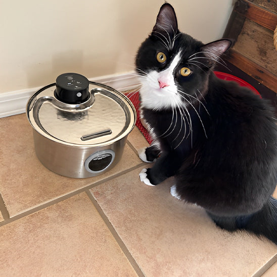 Fontaine à Eau Sans Fil pour Chat