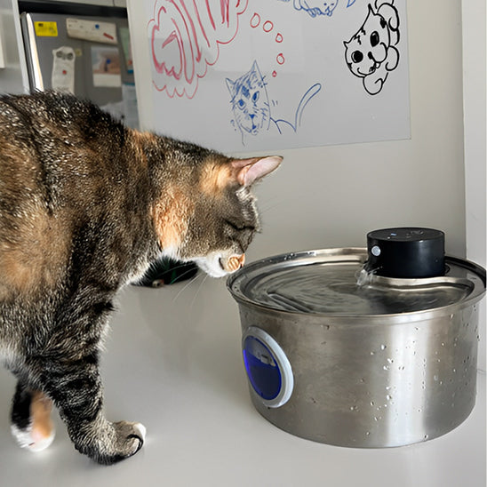 Fontaine à Eau Sans Fil pour Chat